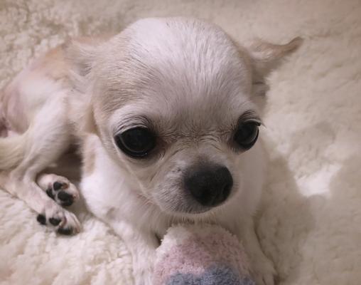 狗狗检查（为您的爱犬提供全面检查的关键细节）