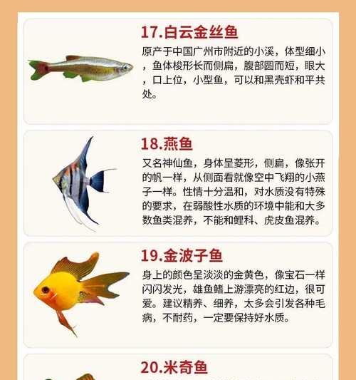 金鱼的繁殖周期及关键因素（探究金鱼繁殖周期与关键因素，以帮助饲养者更好地繁殖金鱼）