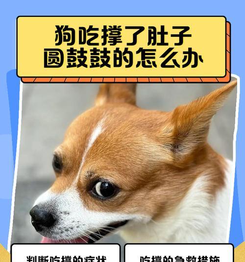 狗狗吃撑了多久会吐？（探究狗狗进食过多引起呕吐的时间和原因）