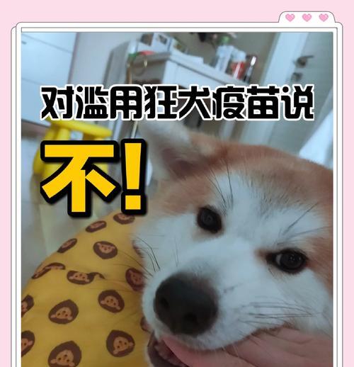 狗急性脑膜炎（脑膜炎导致的狗的生命危机）