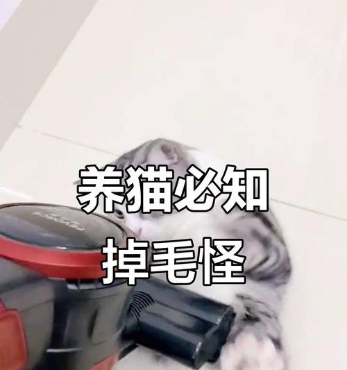 探究猫脱毛持续时间的因素（揭秘猫脱毛过程中的关键因素及持续时间）