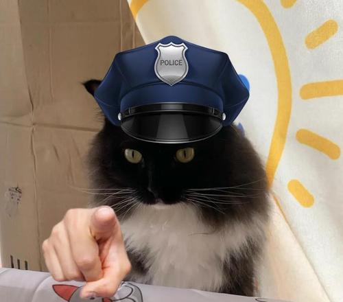 猫咪正常体温是多少度？（科学测量猫咪体温的方法与注意事项）