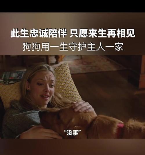 狗的忠诚（狗对主人的无私奉献与深情厚意）