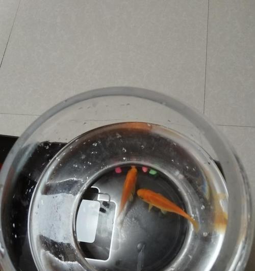 金鱼能在水中存活多久？（揭秘金鱼的呼吸之谜）
