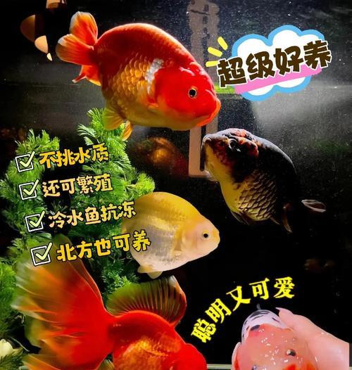 养好兰寿金鱼的关键（保持水质清洁是兰寿金鱼健康成长的必要条件）