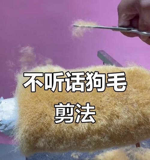 狗狗修毛（狗狗毛发护理的关键要素及注意事项）