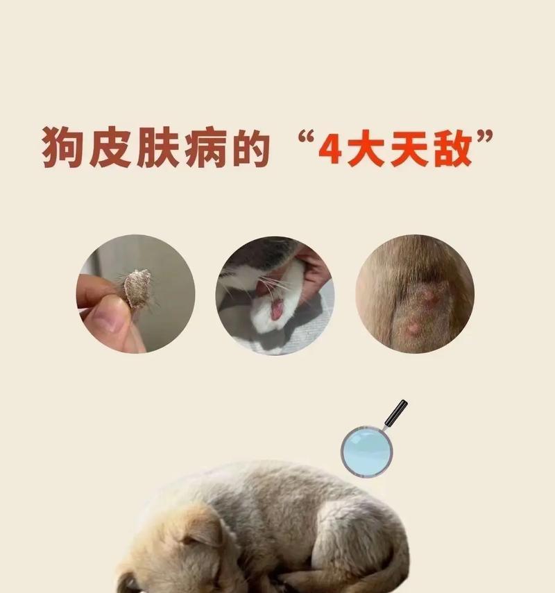 宠物犬的常见皮肤病及预防措施（了解宠物犬皮肤病，让它们健康快乐）