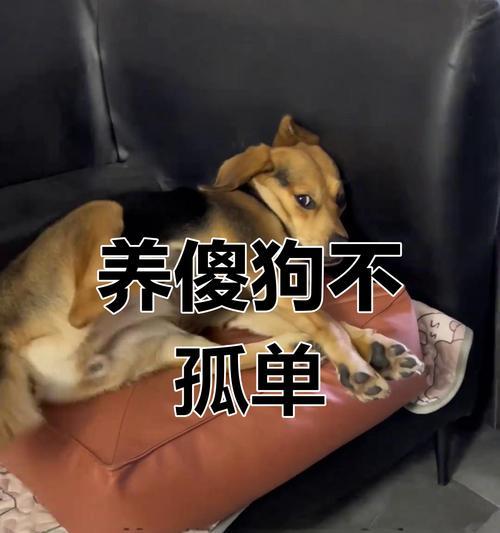 养狗贵得一身汗，富人的狗狗生活（探究富人家庭养狗的奢华生活，贫富差距有多大）
