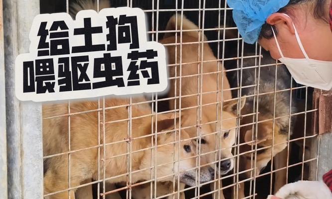 狗子吃了驱虫药多久拉？（驱虫药对狗子的影响及拉肚子的时间长短）