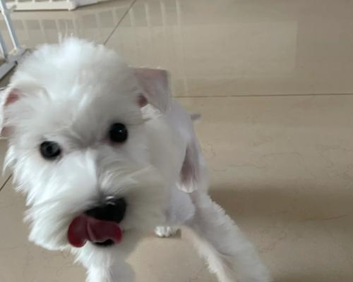 喂食雪纳瑞犬的六大要素，（少喂火腿肠罐头，宠物健康更重要）