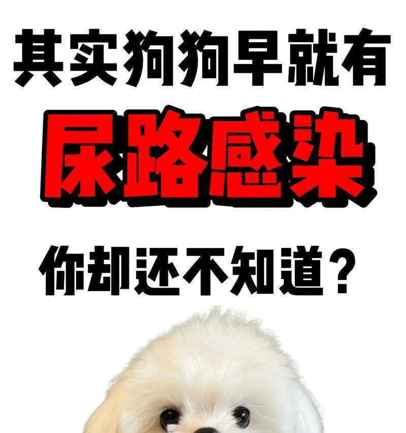 狗狗的尿意持久度解析（揭秘狗狗憋尿时间的奥秘）