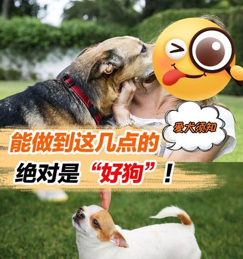 为什么以狗狗一乱拉就打是错误的？（探讨正确的狗狗训练方法）