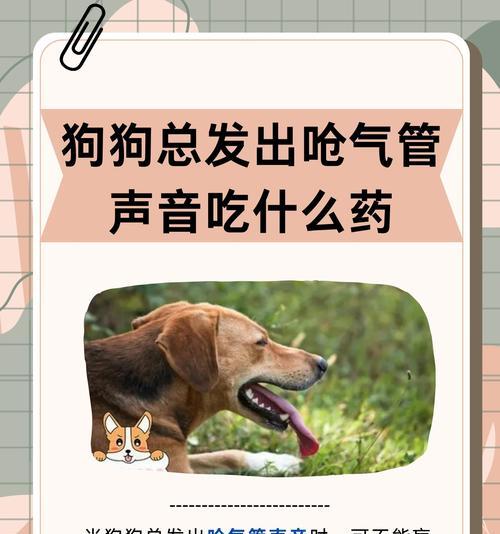 狗吃异物后多久能排出体外？（了解狗吃异物后排出时间的关键因素和方法）