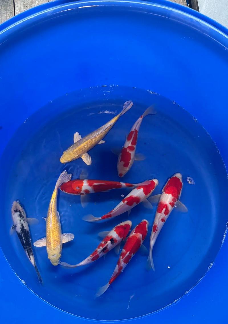 探索白写锦鲤鱼的优势与特点（了解白写锦鲤与其他品种的差异以及价格变动趋势）