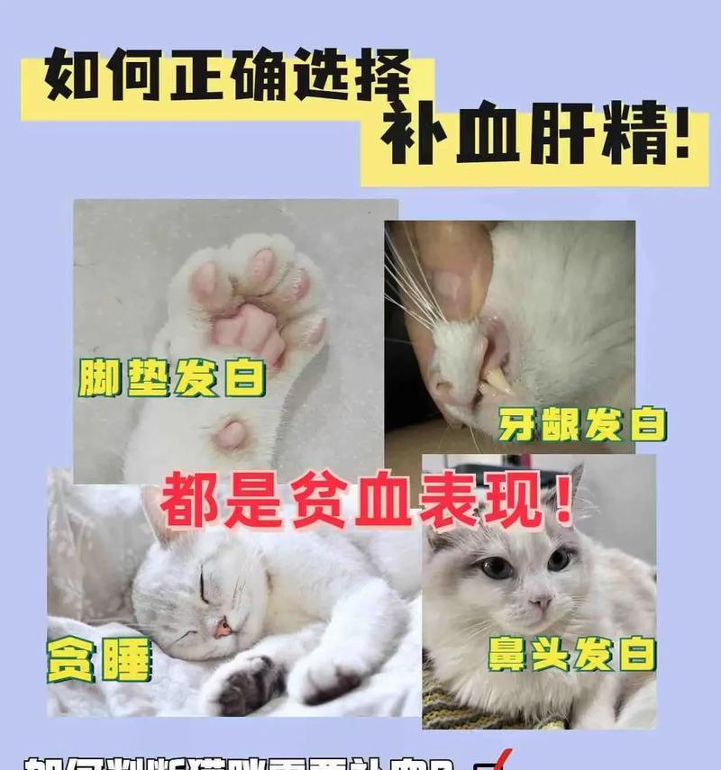 猫咪补血（以自然食物为主，猫咪的补血秘笈大揭秘！）