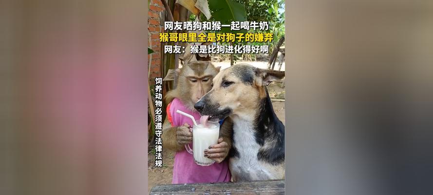 狗晒太久会怎么样？（探究狗儿晒太阳的效果与风险）