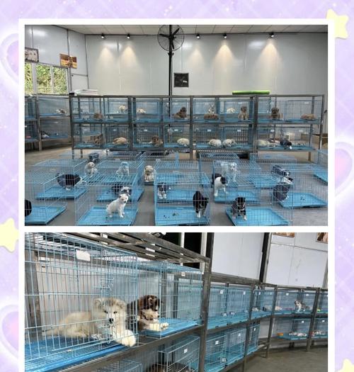 探索常见宠物猫的市场价公开情况（了解宠物猫市场的价格波动和透明度）