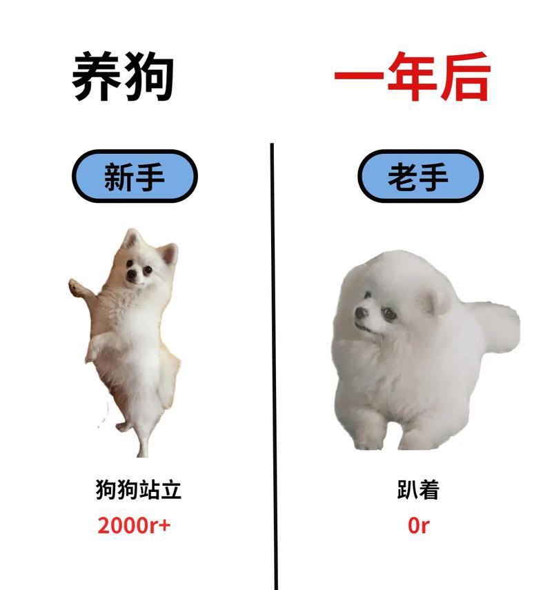 以博美生小狗要多久时间（养博美狗的时间、注意事项和训练建议）