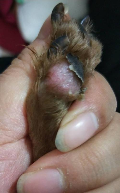 狗狗脚烂了多久好？（探讨狗狗脚伤愈的时间以及关键因素）