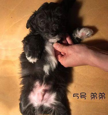 贵宾长大牙的过程及注意事项（探秘贵宾宝宝从乳牙到恒牙的成长奇迹，了解正确的护牙方式）