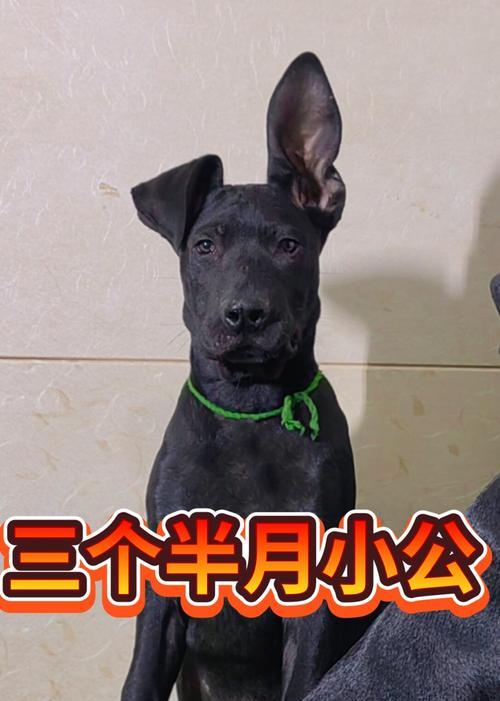 狗狗三针疫苗的重要性（保护狗狗免受严重疾病侵袭）