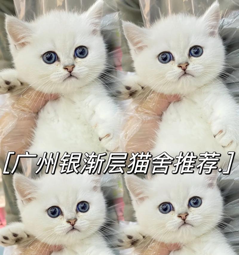 养猫一月花销及银渐层猫价格调查（猫咪的养育成本与银渐层猫的价格一览）