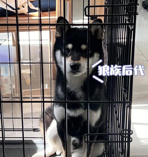 柴犬黑色绒毛退去的时间及原因（揭秘柴犬黑色绒毛的变化过程及影响因素）
