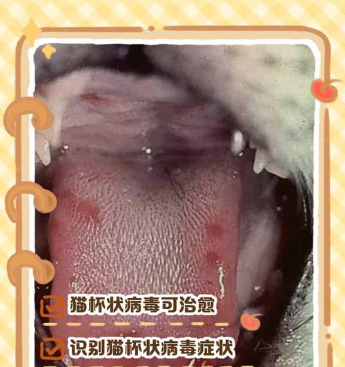 猫杯状病毒带毒期有多久？（探究猫杯状病毒感染后的潜伏期与传播机制）