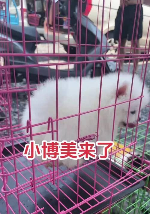 以俊介犬与博美（以俊介犬和博美的区别与选择）
