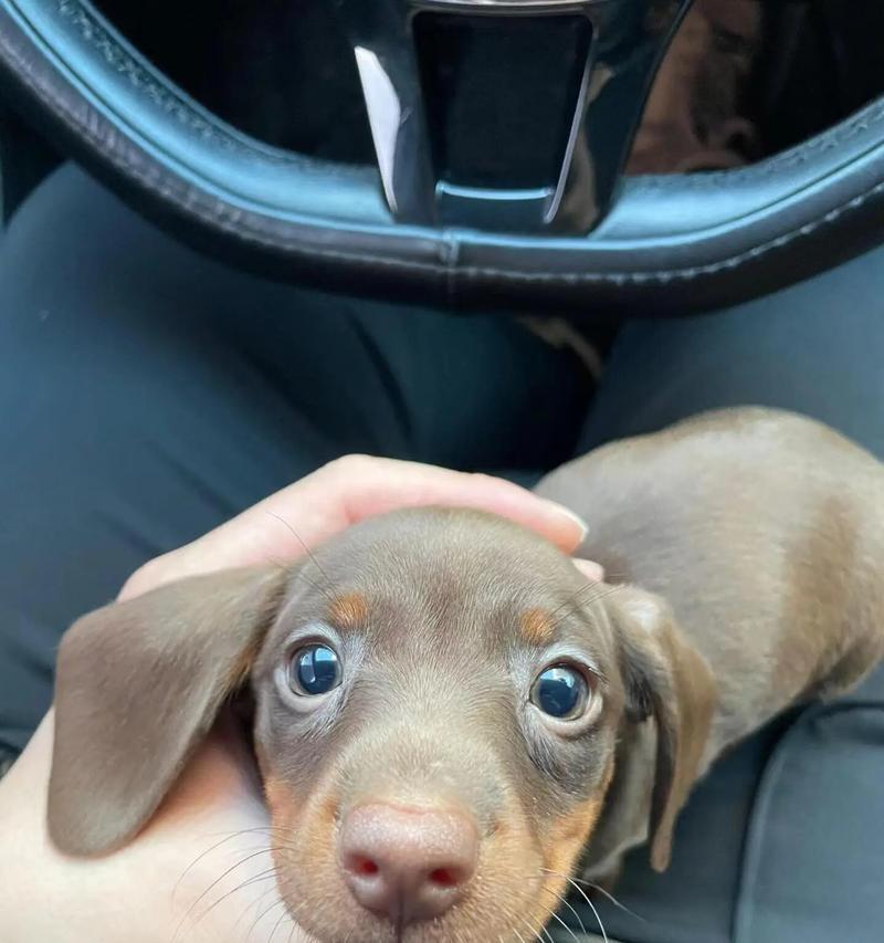 腊肠犬（迷人外表与温柔性格，赢得众多养宠人士的青睐）