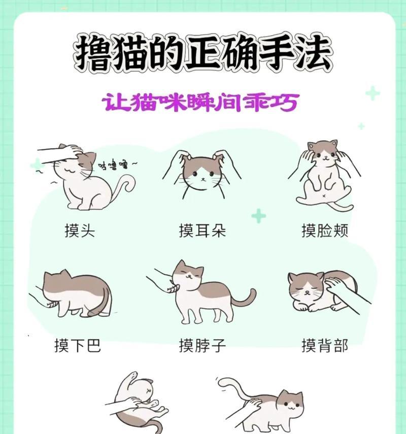 如何顺利给猫咪打针？（掌握正确的技巧让打针变得简单轻松）
