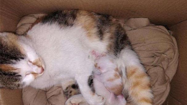 小猫的断奶时机与方法（小猫断奶时间、喂养方式及注意事项）