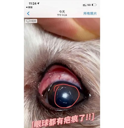 狗狗去泪痕药推荐（为你的爱犬找到最佳去泪痕药，告别烦恼）