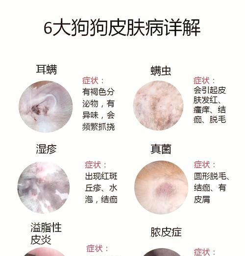 狗狗螨虫用药的疗效时间到底需要多久？（探究狗狗螨虫用药的时间周期和关键因素）