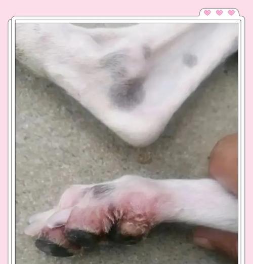 治疗狗脚趾炎的时间与方法（探究狗脚趾炎的治愈周期及有效治疗方法）