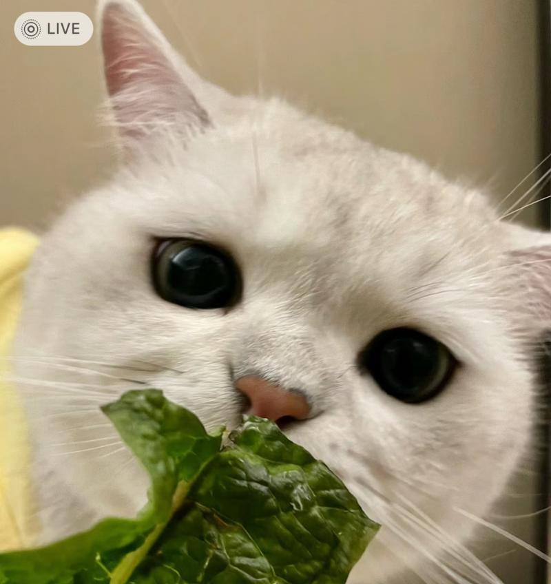 猫咪可以吃蔬菜吗？（了解猫咪可以吃的营养蔬菜。）