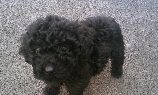 选择养泰迪犬？为什么不考虑黑色的！（五大优势让你爱上黑色泰迪犬）