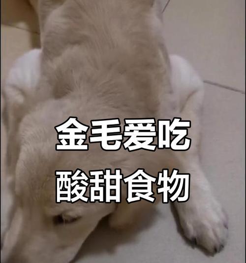 丰富多样的金毛辅食，让你的金毛吃得开心健康（探索金毛的美食世界，让你的爱犬健康成长）