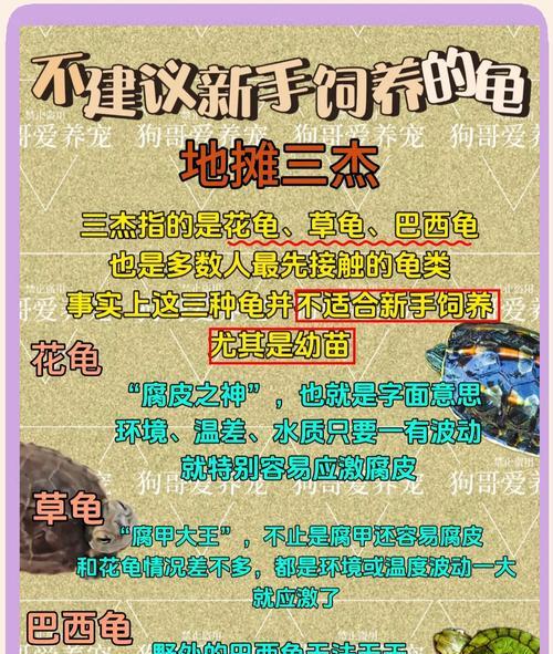 乌龟养殖时间（探索乌龟养殖的食用时间和关键因素）