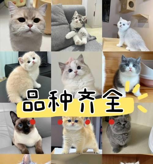 博美犬价格解析（价格、购买经验及价值判断）