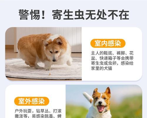 拜耳拜宠清，保护宠物健康的首选（细致呵护宠物，拜耳拜宠清助您解除困扰）