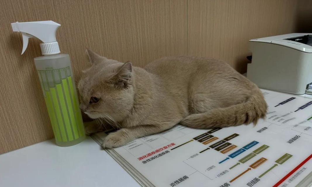 猫发烧的恢复时间及注意事项（猫咪发烧多久能恢复正常？如何正确护理？）