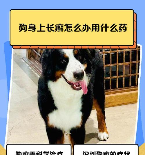 预防狗狗感染癣，做好这几点是关键（宠物癣防控指南，提前保护你的爱犬健康）
