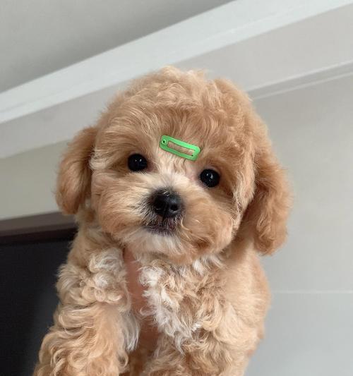 泰迪狗适合带出去玩的时间和注意事项（狗主人必知！泰迪狗带出去玩的最佳时机和注意事项）