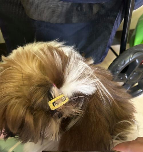 探究狗狗脱毛的周期和原因（了解狗狗脱毛的时间和频率，帮助宠物更健康）