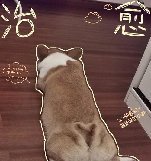 柯基生理期持续多久？（了解柯基的发情周期及相关问题）