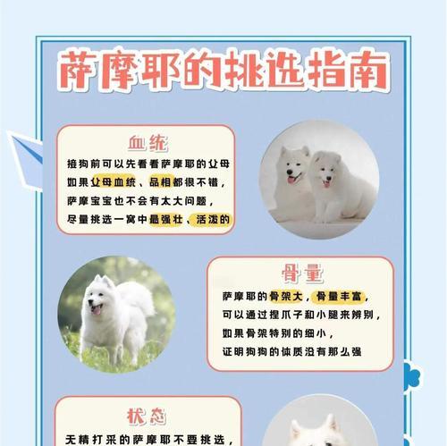 以萨摩幼犬洗澡频率探讨（养护关键）