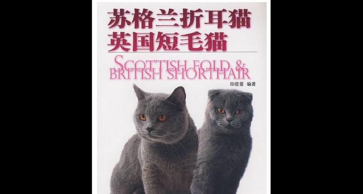 苏格兰折耳猫的寿命及长寿秘诀（揭秘苏格兰折耳猫寿命之谜，）