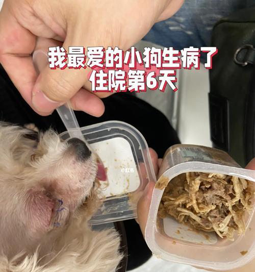 老年狗术后多久能恢复？（了解老年狗术后恢复的时间和注意事项）