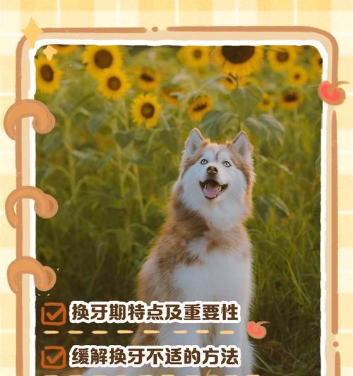 幼犬换牙的时间和注意事项（幼犬换牙周期、症状和适当的护理方法）
